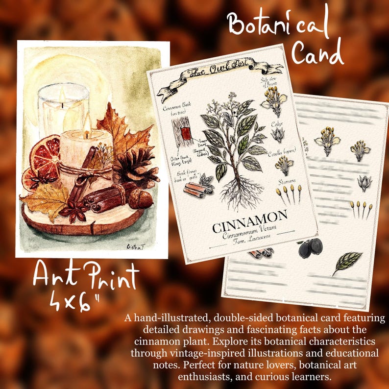 May include: A 4x6 inch art print featuring a watercolor illustration of a candle, cinnamon sticks, dried orange slices, and autumn leaves, alongside a botanical card with detailed ink drawings and text about the cinnamon plant.