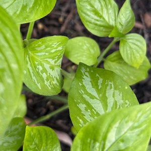 Magenta Plant La Cam Live Plant Edible Food Coloring Natural Herbal Tea Plant Variegated Leaf Plant Medicinal Plant Natural Food Dye Plant