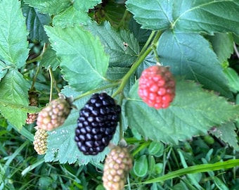 May include: Close-up of a blackberry bush with green leaves and various stages of berries. Some berries are green, some are red, and others are ripe and black. The image is taken outdoors in natural light.