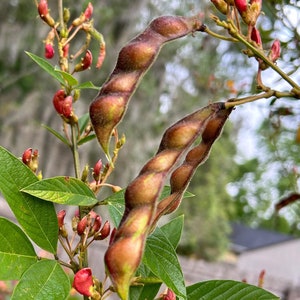 Pigeon Pea Seeds Edible Seeds Perennial Plant Seeds Perennial Shrub Seeds for Cooking Survival Plant Survival Gardening Gift for Gardener