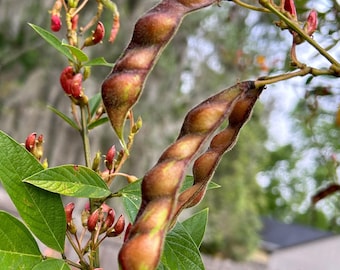 60+ Pigeon Pea Seeds Perennial Plant Seeds Perennial Shrub Seeds Survival Plant Survival Toor Dal Gandules Gungo Pea Cajanus cajan Seeds
