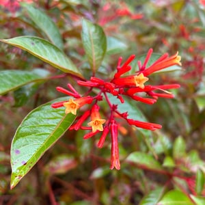 50+ Firebush Seeds Hummingbird Bush Seeds Perennial Shrub Seeds Hamelia patens Seeds Mexican Firecracker Seeds Scarlet Bush Seeds Flowering