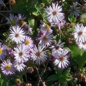 50+ Climbing Aster Seeds Native Plant Seeds Perennial Seeds Florida Native Plant Seeds Flowering Perennial Seeds Ornamental Plant