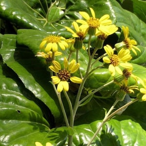 25+ Leopard Plant Seeds Landscaping Plant Seeds Perennial Seeds Cold Hardy Plant Seeds Flowering Perennial Seeds Ornamental Perennial Plant