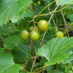 Bronze Muscadine Grape Seeds Green Muscadine Seeds Edible Fruit Seeds Gift for Gardener Edible Food Forest Grape Vine Seeds 25 Fresh Seeds