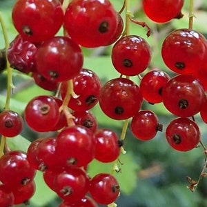 Red Currant Seeds Ribes rubrum Redcurrant Seeds Fruit Jams Fruit Jellies Pie Making Plant Smoothie Fruit Medicinal Plant 20+ Seeds