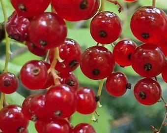 40+ Red Currant Seeds Ribes rubrum Redcurrant Seeds Fruit Plant Perennial Berry Plant Cold Hardy Plant Seeds Garden Red Currant