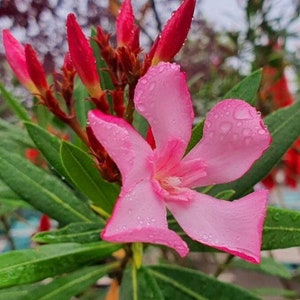 20+ Oleander Seeds Rosebay Seeds Perennial Shrub Seeds Ornamental Plant Seeds Flowering Perennial Seeds Ornamental Shrub Drought Tolerant