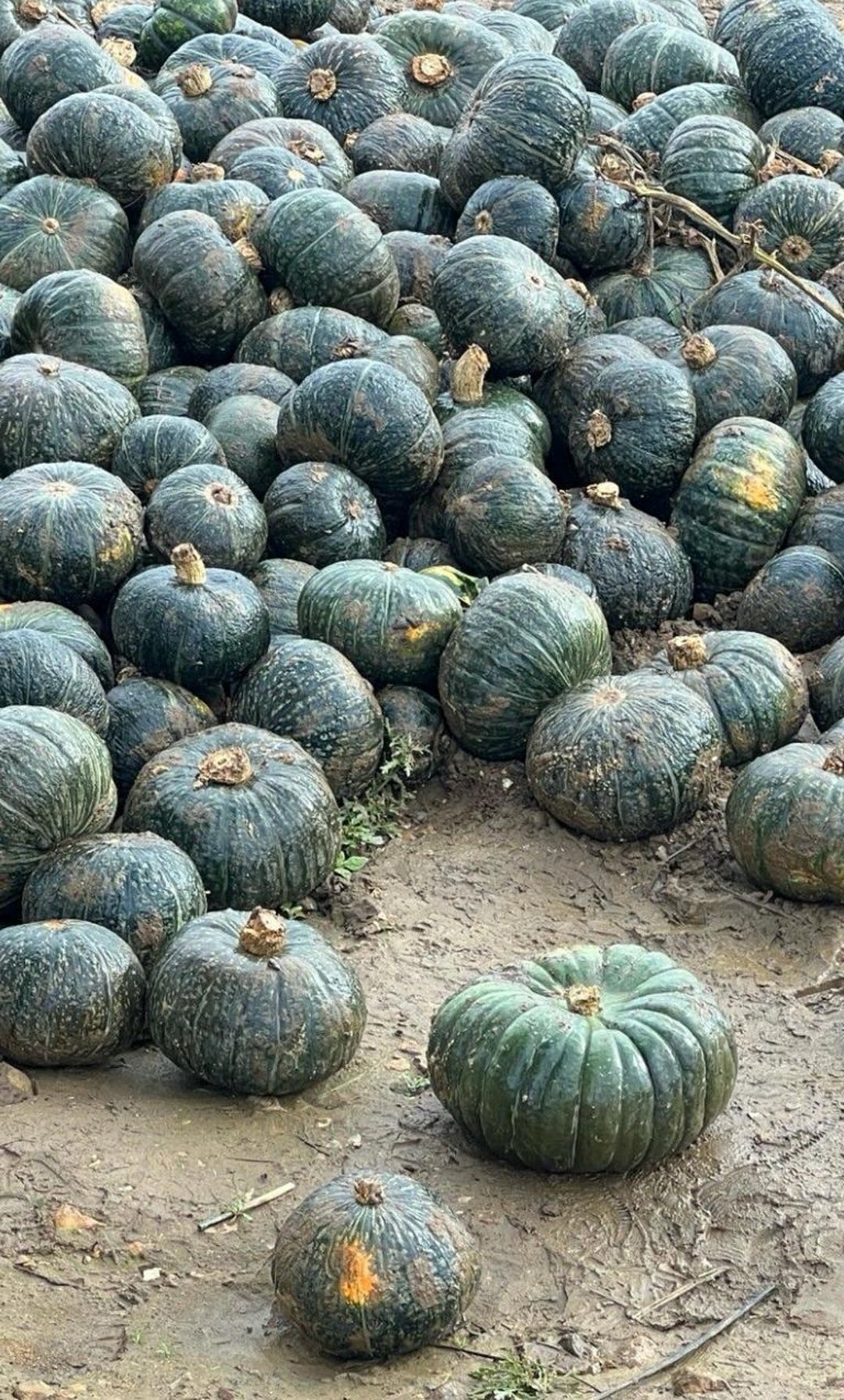 15+ Kabocha Squash Seeds Kabocha Pumpkin Seeds Japanese Kabocha Seeds ...