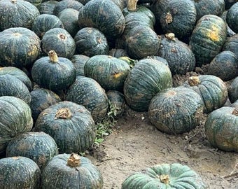 15+ Kabocha Squash Seeds Kabocha Pumpkin Seeds Japanese Kabocha Seeds Gardening Squash Cucurbita maxima Seeds Japanese Pumpkin Seeds