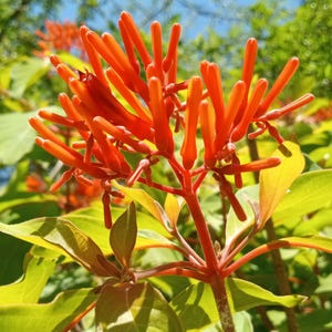 Firebush Live Plant Variegated Firebush Plant Lime Sizzler Firebush Hamelia patens Rare Cultivar Pollinator Plant Ornamental Plant Native