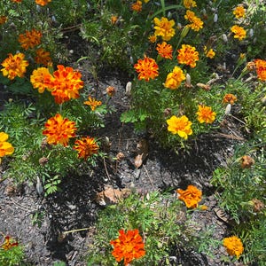 May include: A vibrant display of marigold flowers in various shades of yellow and orange. The flowers are in full bloom, with lush green foliage. The image is taken from a high-angle perspective, showcasing the flowers in a natural setting.
