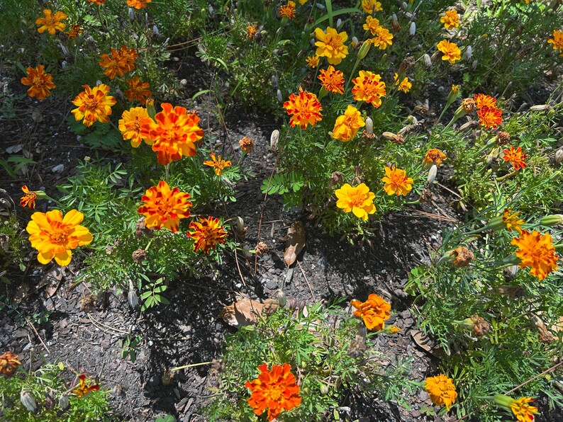 May include: A vibrant display of marigold flowers in various shades of yellow and orange. The flowers are in full bloom, with lush green foliage. The image is taken from a high-angle perspective, showcasing the flowers in a natural setting.