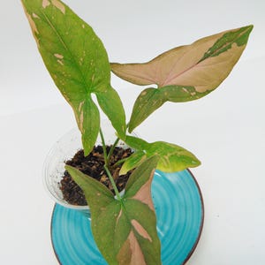 Pink Splash Syngonium Live Plant Houseplant Collectors Item Plant Variegated Syngonium Indoor Plant Ornamental Houseplant Rare Syngonium