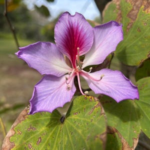 Orchid Tree Live Plant Bauhinia purpurea Purple Butterfly Tree Flowering Tree Tropical Flowering Tree Exotic Plant Purple Bauhinia Tree