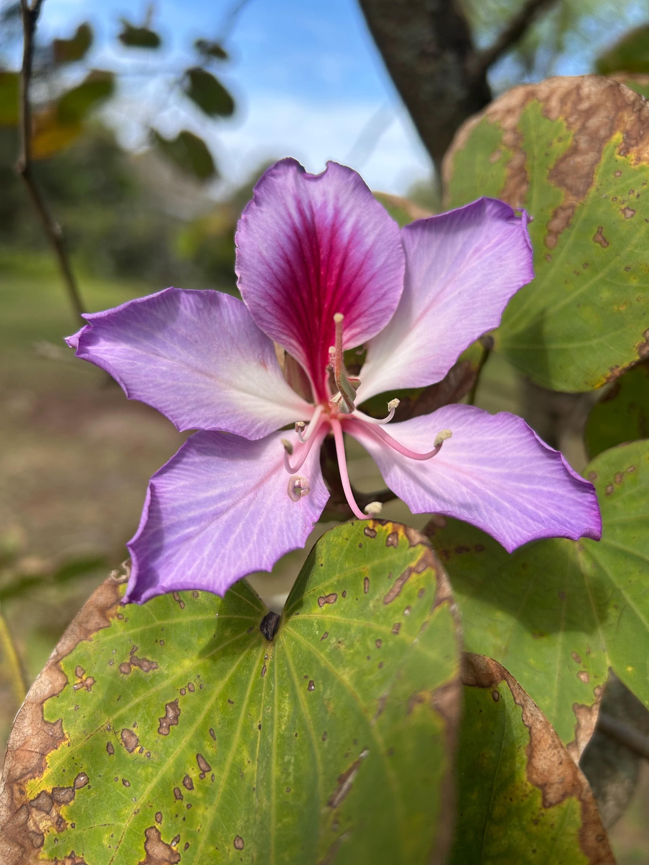 10+ Purple Orchid Tree Seeds Bauhinia Purpurea Purple Butterfly