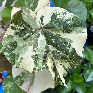 Mahoe Hibiscus Variegated Live Plant Sea Hibiscus Plant Coast Cottonwood Ornamental Plant Edible Perennial Shrub Tropical Landscaping Plant