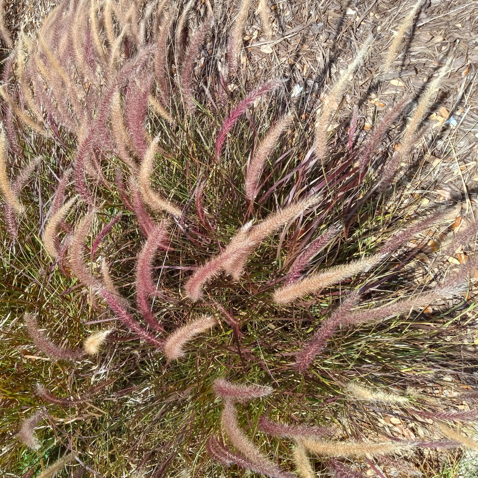 25+ Red Fountain Grass Seeds Perennial Grass Seed Pennisetum Setaceum