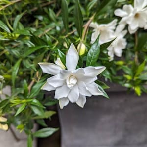 Frostproof Gardenia Live Plant Cold Hardy Gardenia Double Blooming Gardenia Aromatic Perennial Shrub Fragrant Flower Plant Evergreen Shrub