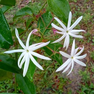 Star Jasmine Flower Live Plant Jasminum multiflorum Flower Aromatic Flower Fragrant Flower White Flower White Jasmine Live Plant Ornamental