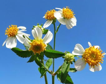 50+ Spanish Nettle Seeds Spanish Needle Seeds Perennial Seeds Pollinator Plant Seeds Flowering Perennial Seeds Ornamental Plant Romerillo