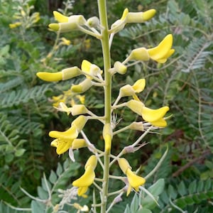 40+ Yellow Necklacepod Seeds Yellow Flower Shrub Seeds Perennial Shrub Seeds Silver Bush Seeds Flowering Perennial Seeds Ornamental Shrub
