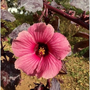30+ Cranberry Hibiscus Seeds Hibiscus acetosella Seeds Leafy Greens Perennial African Rosemallow False Roselle Maroon Mallow Seeds