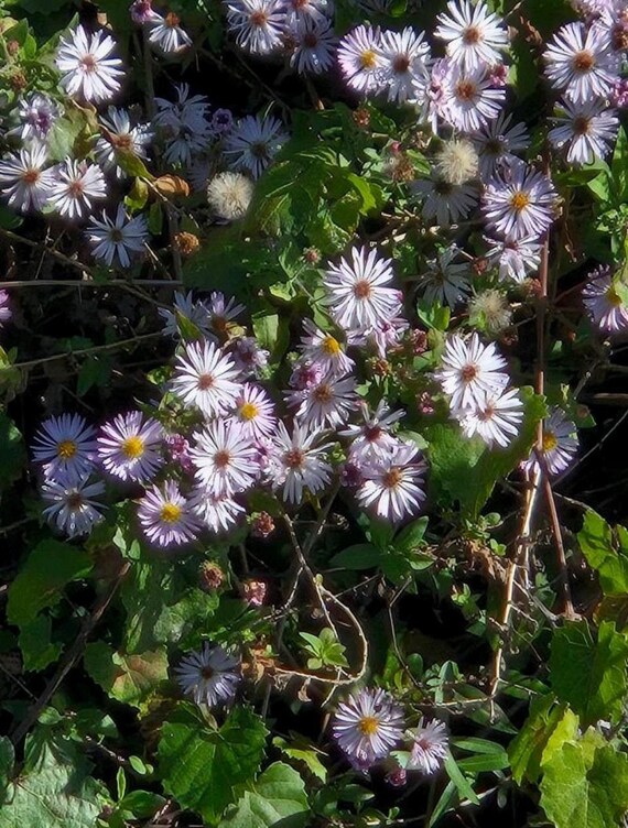 50+ Climbing Aster Seeds Native Plant Seeds Perennial Seeds Florida Native Plant Seeds Flowering Perennial Seeds Ornamental Plant
