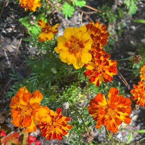 May include: A close-up shot of vibrant marigold flowers in full bloom. The flowers display a mix of bright yellow and orange petals with a textured appearance. Green foliage surrounds the flowers, creating a natural and colorful scene.