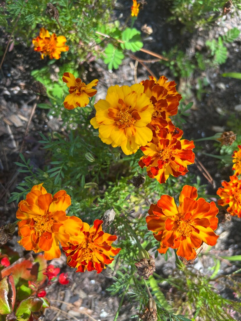 May include: A close-up shot of vibrant marigold flowers in full bloom. The flowers display a mix of bright yellow and orange petals with a textured appearance. Green foliage surrounds the flowers, creating a natural and colorful scene.