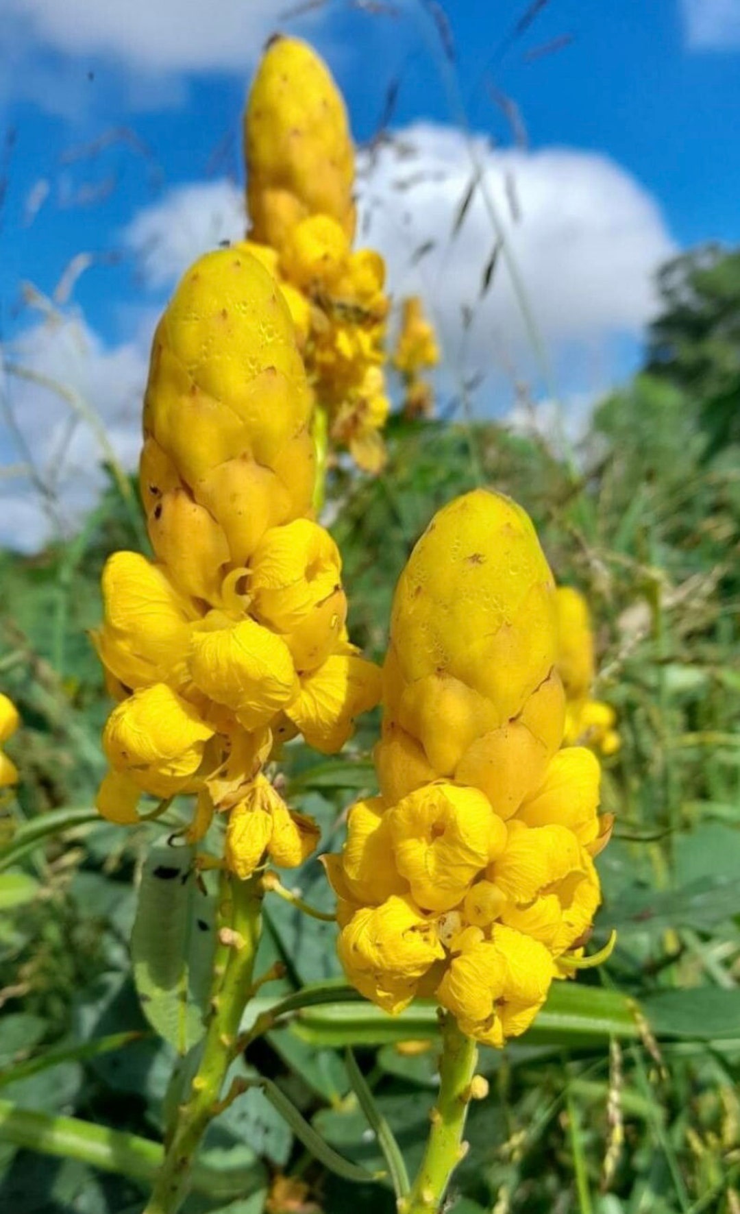 Candlestick Plant Senna Alata Candle Bush Yellow Flower Shrub Cassia