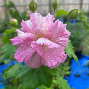 May include: A close-up of a pink flower with water droplets on its petals. The flower is in full bloom, with multiple layers of delicate petals. Green leaves and unopened buds surround the flower, set against a blurred background.