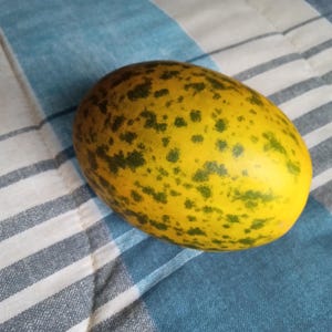20+ Sambar Cucumber Seeds Cucumis sativus Cooking Cucumber Edible Vegetable Gardening Madras Cucumber Indian Yellow Cucumber Seeds Exotic