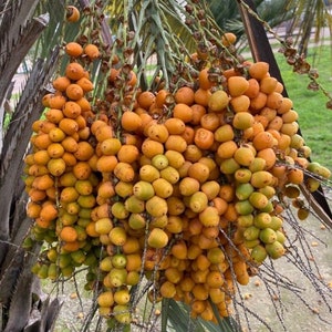 Toddy palm best sale