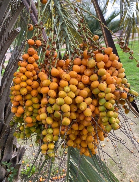 50+ Pindo Palm Seeds Date Palm Plant Seeds Palm Tree Seeds Gift