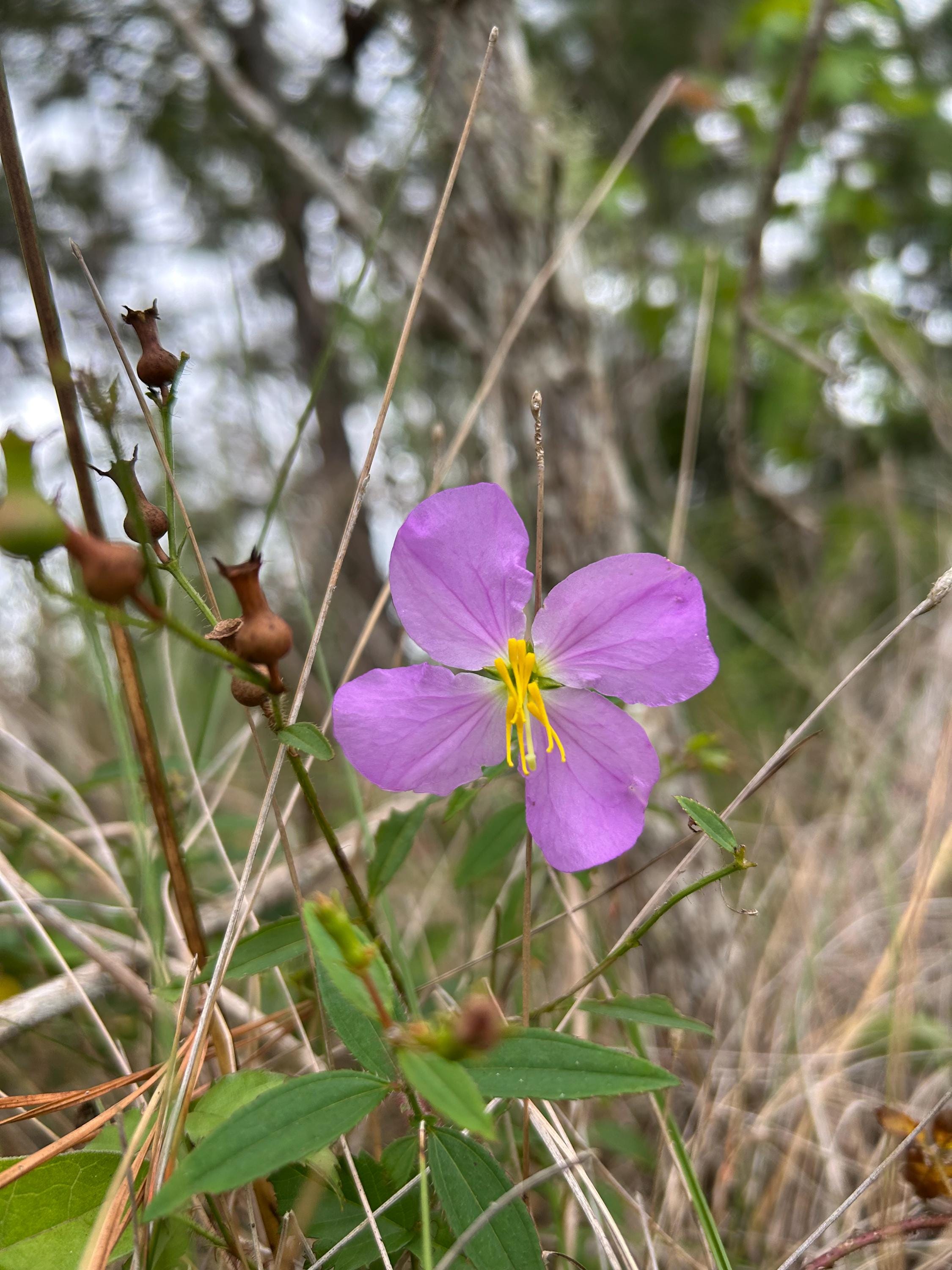 50+ Pale Meadow Beauty Seeds Rhexia Mariana Seeds Maryland
