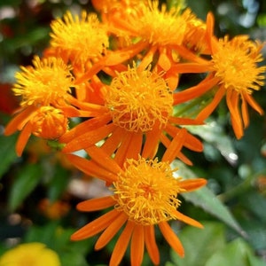 Mexican Flamevine Flowering Live Plant Flowering Vine Flower Orange Flower Vine Plant Gift for Gardener Pseudogynoxys chenopodioides
