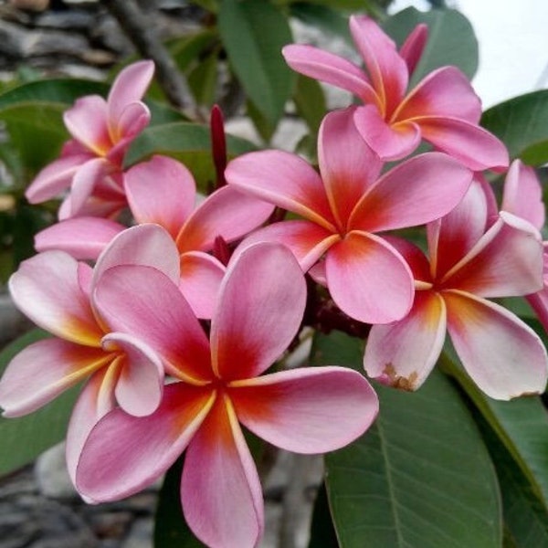 Four Live Plants Mystery Plumeria Frangipani Fragrant Aromatic Flowering Easy to Grow Perennial Hawaiian Lei Plant Drought Tolerant