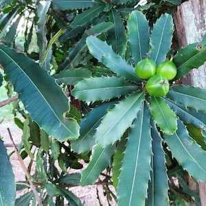 May include: A macadamia tree branch featuring dark green, serrated, lance-shaped leaves arranged in whorls. Three smooth, round, light green macadamia nuts are clustered together near the center of the foliage, attached to a woody stem.