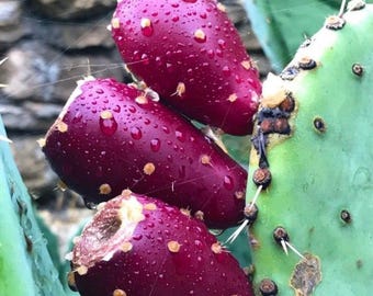 35+ Prickly Pear Seeds Cactus Fruit Seeds Cactus Opuntia ficus-indica Seeds Desert Gardening Xeriscape Landscaping Fruit Seeds Exotic Fruit