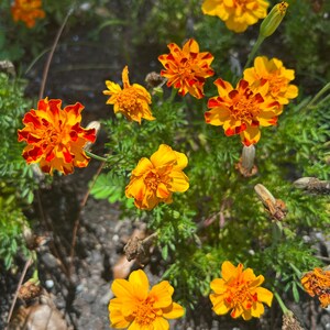 May include: A close-up shot of vibrant marigold flowers in full bloom. The flowers display a mix of bright yellow and orange petals, some with red accents. The marigolds are surrounded by green foliage, creating a colorful floral display.