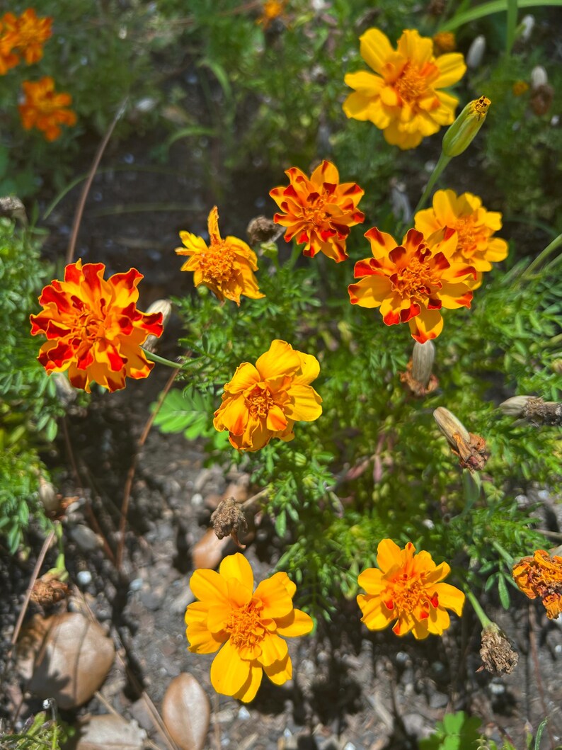 May include: A close-up shot of vibrant marigold flowers in full bloom. The flowers display a mix of bright yellow and orange petals, some with red accents. The marigolds are surrounded by green foliage, creating a colorful floral display.