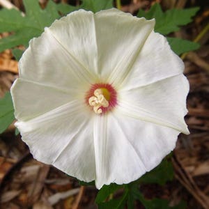 10+ Noyau Vine Seeds Alamo Vine Seeds Cutleaf Morning Glory Seeds Wood Rose Seeds Pollinator Plant Seeds Noonflower Seeds Ornamental Vine