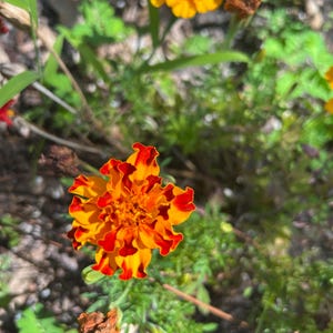 May include: Close-up of vibrant orange and red marigold flowers in a garden setting. The petals display a layered, ruffled texture, with a bright yellow center. Green foliage and other marigolds are visible in the background.