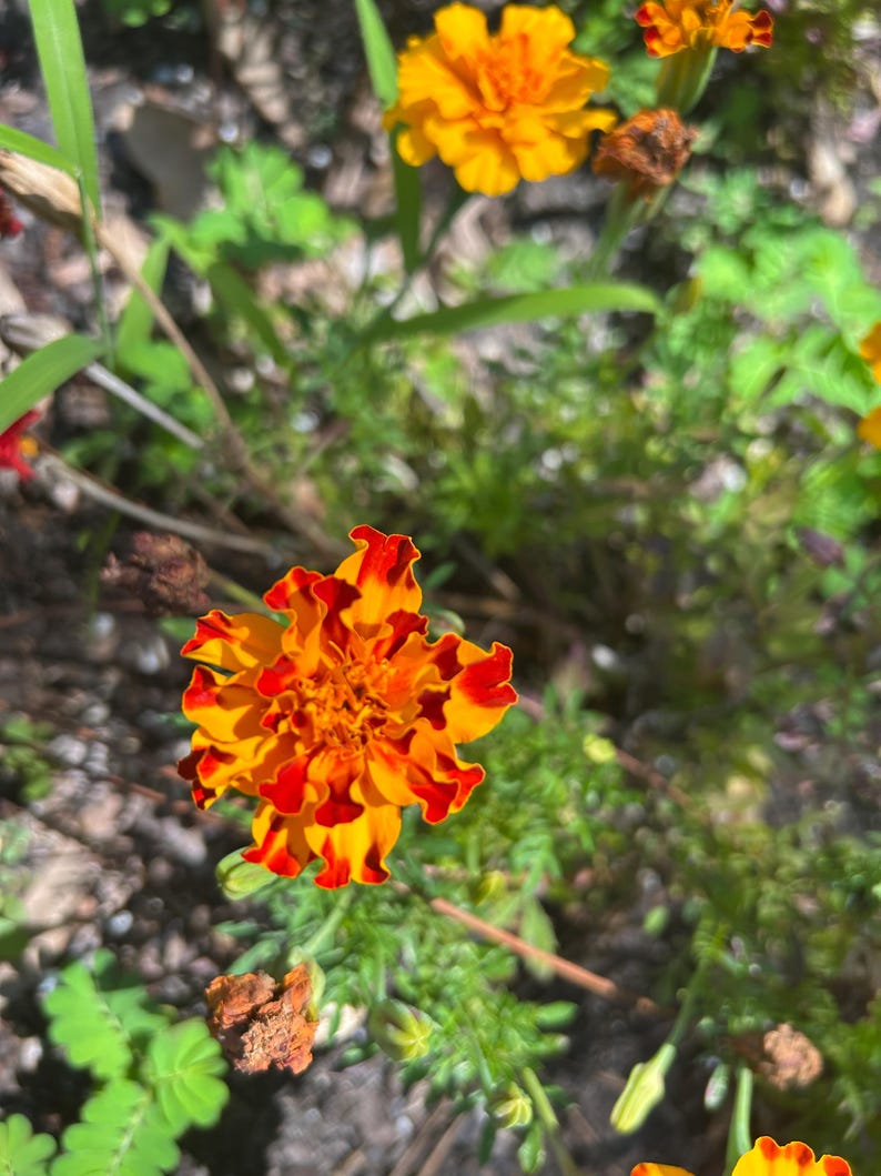 May include: Close-up of vibrant orange and red marigold flowers in a garden setting. The petals display a layered, ruffled texture, with a bright yellow center. Green foliage and other marigolds are visible in the background.