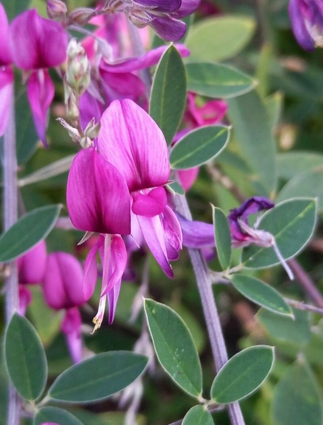 Little Volcano Bush Clover Perennial Shrub Live Plant Flowering Plant ...