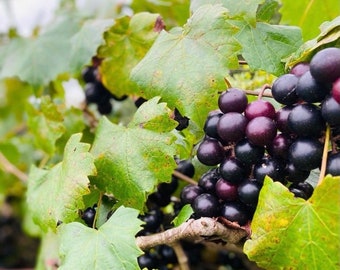 May include: A close-up of a bunch of dark purple grapes hanging from a vine. The grapes are surrounded by green leaves.