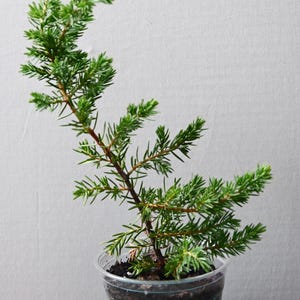 May include: A small evergreen plant in a clear plastic pot. The plant has vibrant green needles and a brown stem. The pot sits on a blue surface. The plant is a small, potted tree.