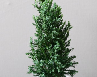 European Cypress Tree Live Plant Evergreen Conifer Tree Chamaecyparis lawsoniana Oregon Cedar Landscaping Cold Hardy Ornamental Hedge