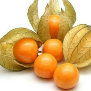 60+ Cape Gooseberry Seeds Peruvian Groundcherry Seeds Goldenberry Seeds Edible Gardening Exotic Fruit Seeds Sweet Tangy Fruit Tropical